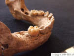 L_V20d5047 A16.78 R827 lR ta close-up of mandible.JPG L_V20d5047 A16.78 R827 lR ta close-up of mandible